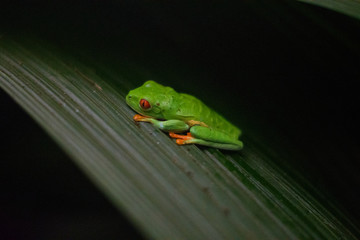 Resting