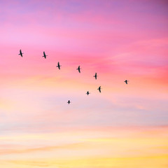 Migratory birds flying in the shape of v on the cloudy sunset sky. Sky and clouds with effect of pastel colored