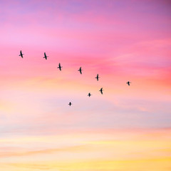 Migratory birds flying in the shape of v on the cloudy sunset sky. Sky and clouds with effect of pastel colored