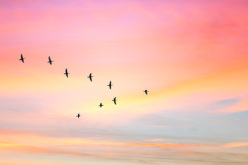 Migratory birds flying in the shape of v on the cloudy sunset sky. Sky and clouds with effect of...
