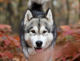 dog on an autumn walk