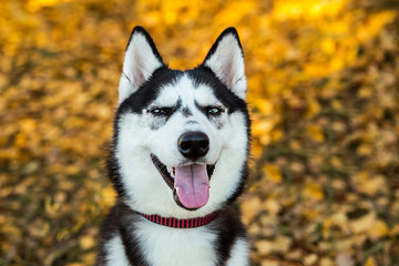 Portrait of a Husky dog on a background of autumnal nature.