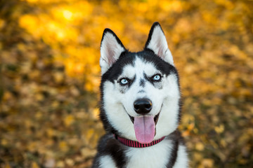 Portrait of a Husky dog on a background of autumnal nature.