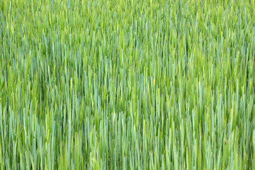 Green field of sprouting wheat