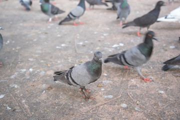 The gathering of pigeons and doves bird on a dirty area. Space is full of germs Cryptococcus neoformans
