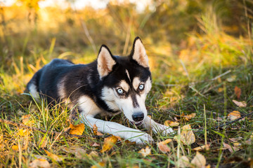 Portrait of a Husky dog playing with a stick on a background of autumnal nature.