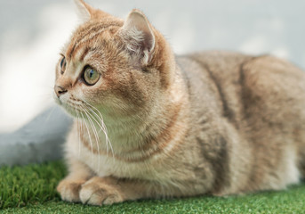British shorthair cat on a green lawn