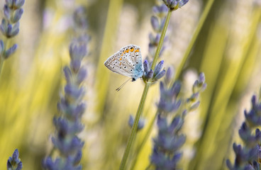 Piccola farfalla a testa in giù su gambo di lavanda in fiore