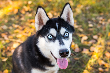 Portrait of a Husky dog on a background of autumnal nature.