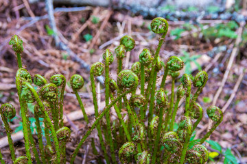 Young fern leaves