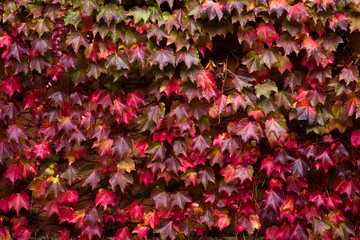 Autumn ivy leaves