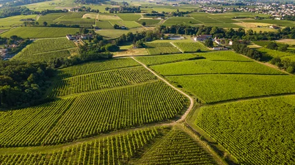 Foto op Plexiglas Aerial view, Bordeaux vineyard, landscape vineyard south west of france © SpiritProd33