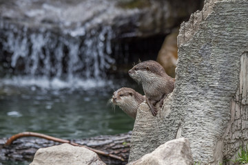 Dwarf otter near waterfall