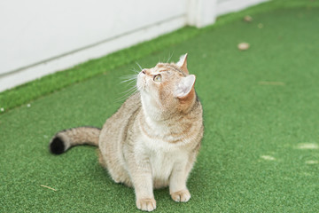 British shorthair cat on a green lawn