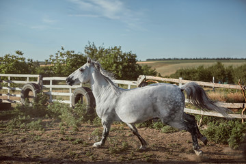 Horse running in the paddock on the sand in summer