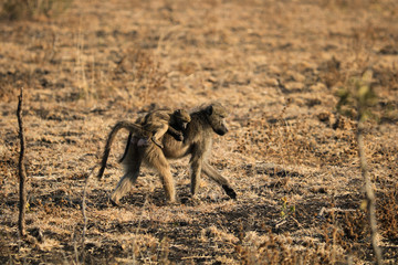 Animal de la savane