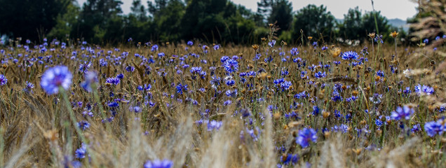blue flower in field in Denmark