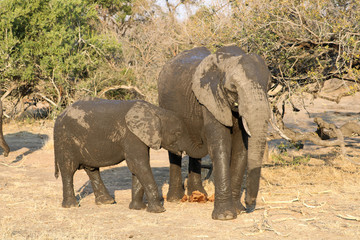 Fototapeta premium Animal de la savane