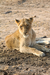 Animal de la savane