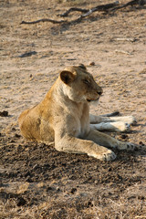 Animal de la savane