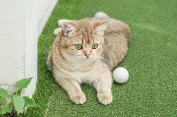 British shorthair cat playing golf ball in a field