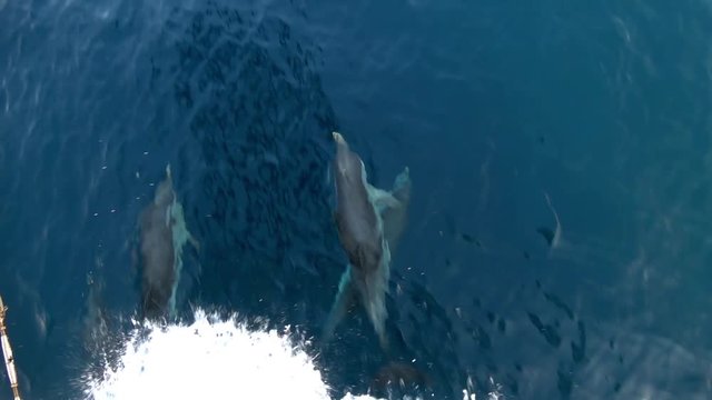 beautiful striped dolphins in the sea, amazing gorgeous elegant animals, underwater mammals, amazing wild fauna of Mediterranean sea