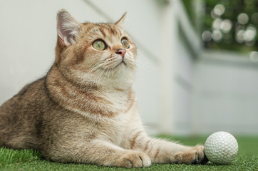British shorthair cat playing golf ball in a field