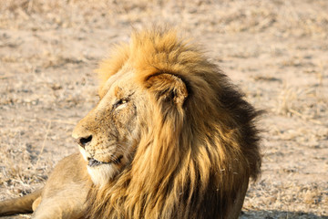 Animal de la savane