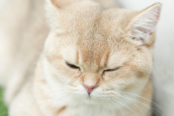 The face of British shorthair cat