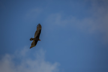 Vulture Costa Rica