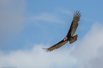 Naklejka na ściany i meble Vulture Costa Rica