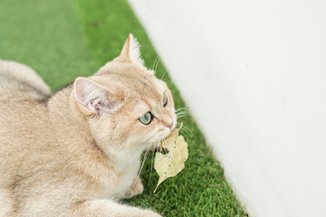 British shorthair cat on a green lawn