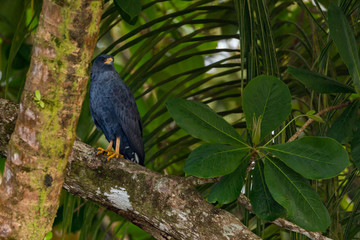 Black Hawk-Eagle