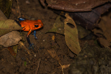 Naklejka premium Blue Jeans Frog Costa Rica