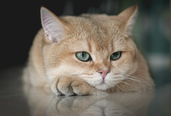 Fototapeta premium The face of British shorthair cat