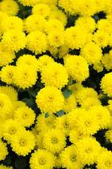 Yellow chrysanthemum close-up.