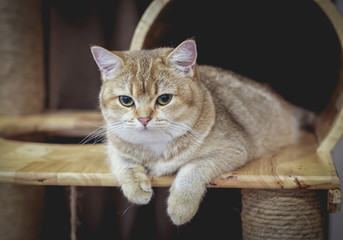 British shorthair cat on a tower