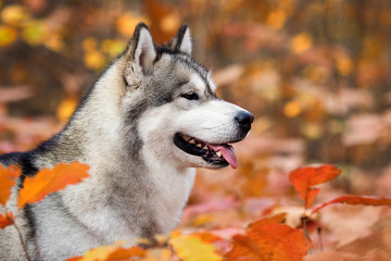 dog on an autumn walk