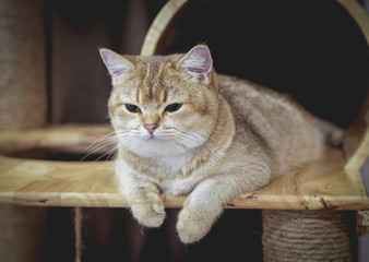 British shorthair cat on a tower