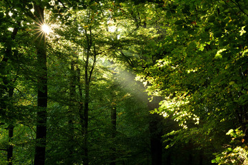 Ein Lichtstrahl im Wald