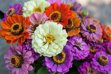 Close up on colourful Zinnia flower bouquet.