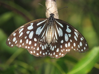 Closeup of a blue and black butterfly