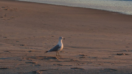 seagull on beach