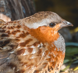 Beautiful colorful chicken portrait