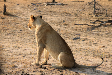 Animal de la savane