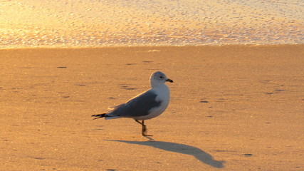 seagull on beach