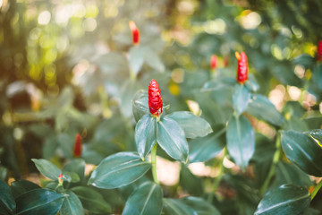 Selective focus on red Indian flower head ginger or Costus speciosus. Abstract nature background.