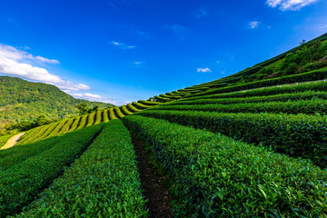 Naklejka premium Beautiful mountain and nature tea plantations.