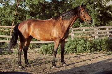 Obraz na płótnie Canvas Handsome horse in the paddock. Farm. Ranch.