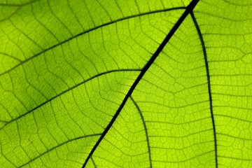 Fototapeta na wymiar Close up on green leaf texture (background)